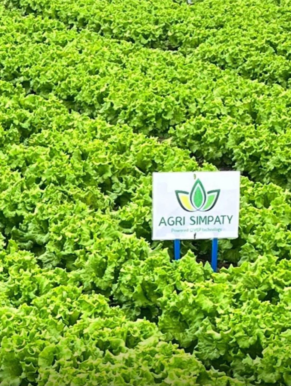Cultură de salată în seră, cu pancarta Agri Simpaty
