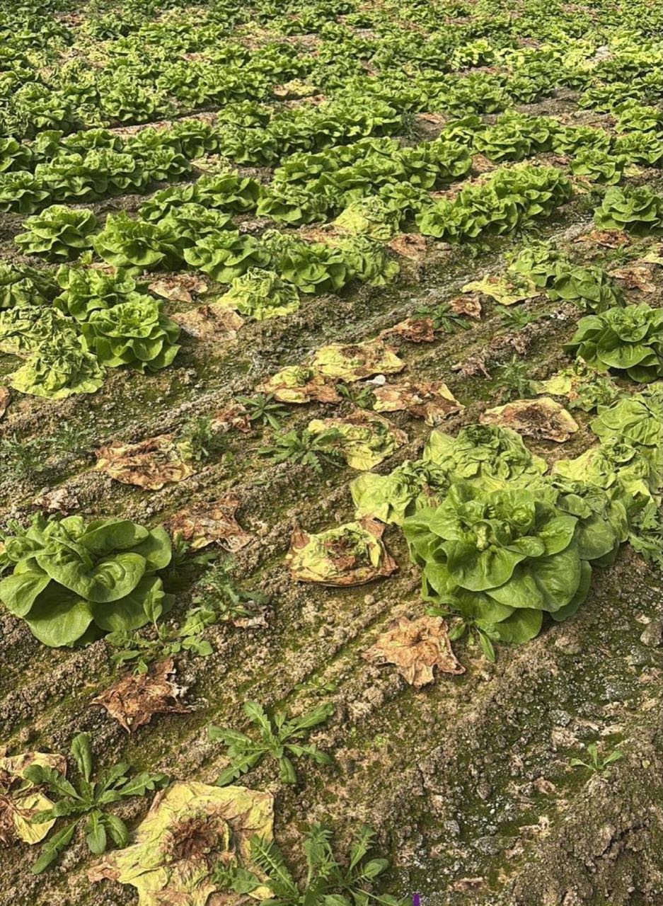 Rânduri de salată cu goluri largi și plante îngălbenite, putrezite la colet